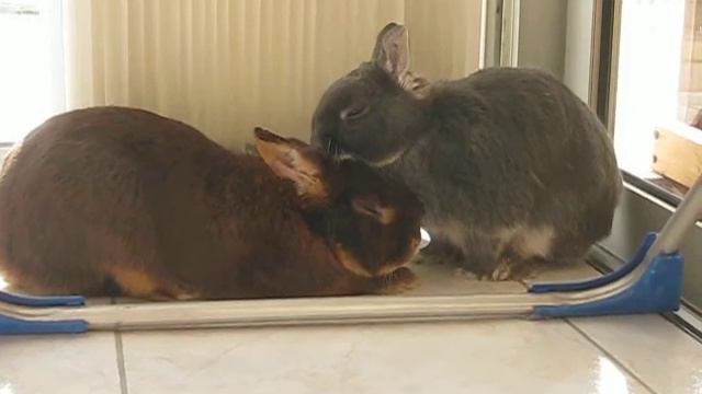 Amaranthe Et Eglantine : Léchouillages !