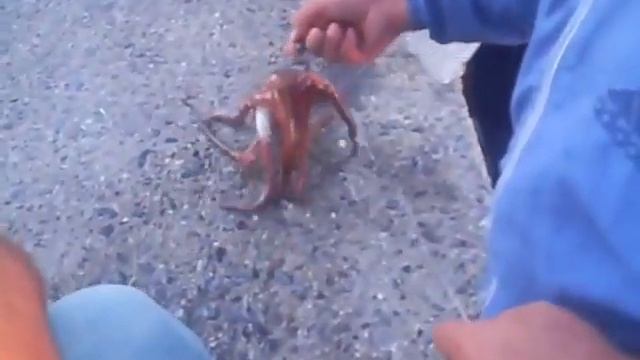 Octopus смотреть онлайн