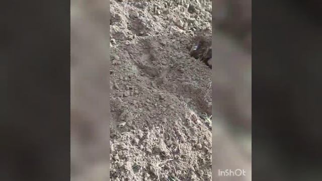 штенли 1900 смотреть онлайн