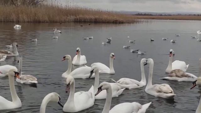 Лебеди в Анапе 2023. Любуемся каждый год смотреть онлайн
