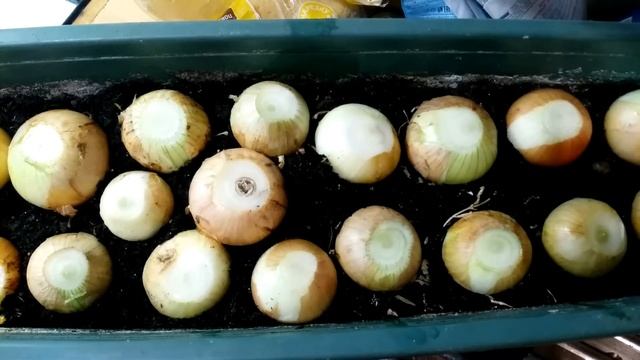 ВЫРАСТИТЬ ЗЕЛЕНЫЙ ЛУК ДОМА НА ПОДОКОННИКЕ смотреть онлайн