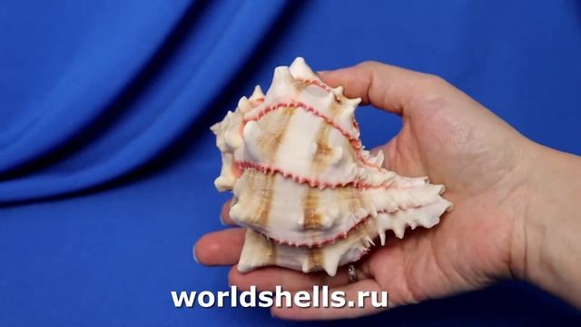 Мурекс брассика (Murex brassica) 10,5 см. коллекц. смотреть онлайн