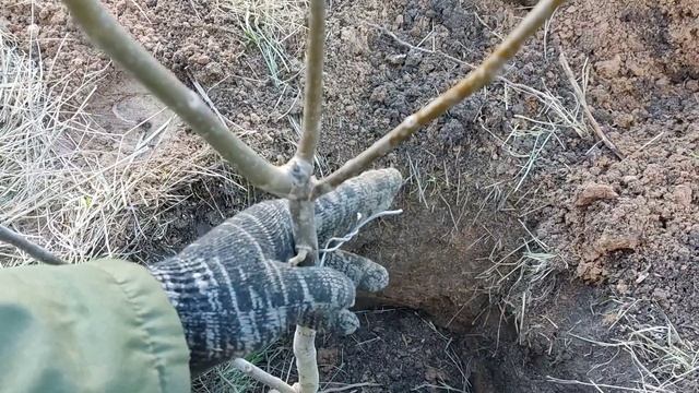 Посадка саженца грецкого ореха смотреть онлайн