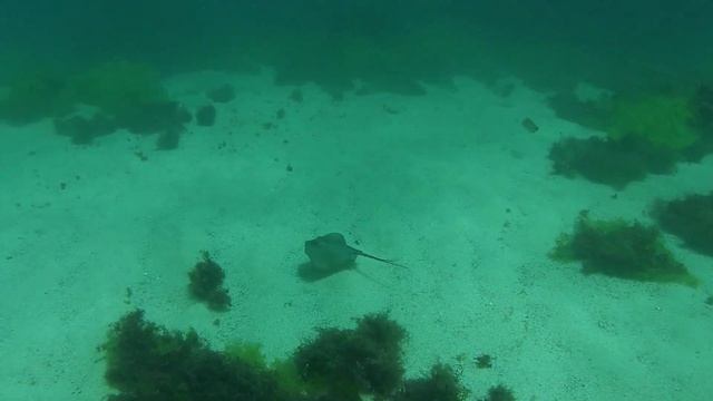 Обитатели Черного моря. Скат Хвостокол - ОПАСЕН! смотреть онлайн
