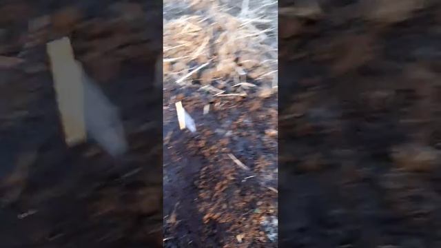 ? Купили дачу. Посадка первых цветов. Сентябрь 2019 г.