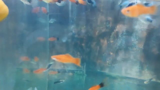 Рыбки плавают в аквариуме / Fish swimming in an aquarium смотреть онлайн