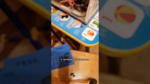 Ремонт микроволновки Samsung, автоматически включается при закрытии дверцы, не реагирует на кнопки