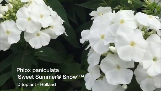 Phlox pan. 'Sweet Summer® Snow'™ смотреть онлайн
