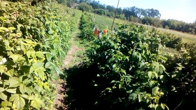 Как и когда опрыскивать малину смотреть онлайн