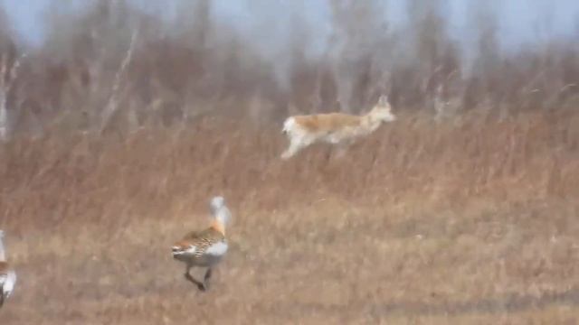 Дзерен и дрофа смотреть онлайн