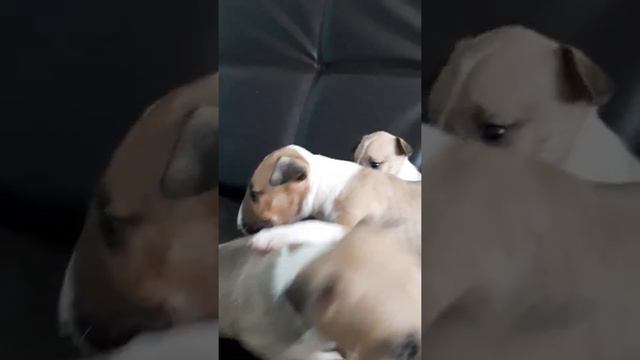 Бультерьер стандарт 🐾 предлагаем, к бронированию. смотреть онлайн