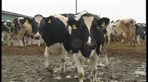 «Дубна плюс»