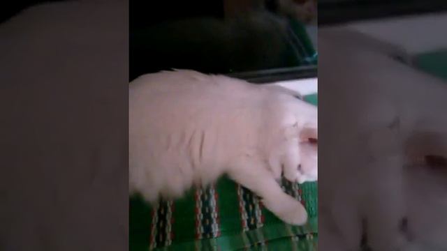 CAM00246 смотреть онлайн
