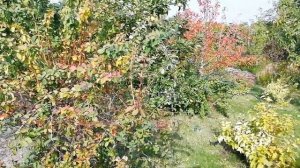 Как обрезать барбарис для омоложения?