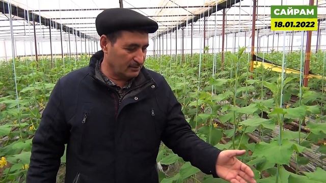 Какие аминокислоты мы даём в фазу массового цветения огурцов ?! смотреть онлайн