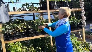 Праздник Винограда В Ульяновске.  Десятки сортов  вкусного винограда Поволжья