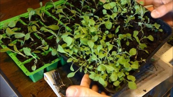 Transplanting Seedlings - Lettuce and Nicotiana