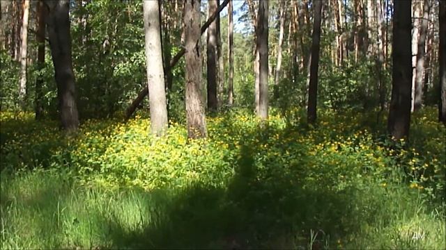 Белоярский лес 30 05 2020г смотреть онлайн