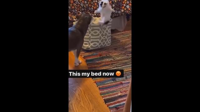 😹 Вы определенно смеетесь, поверьте мне 😱 ─ Самое смешное видео с выражениями кошек 😇 ─ Funny Ca смотреть онлайн