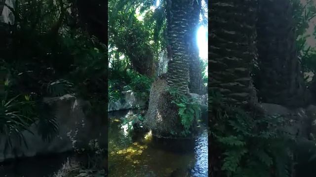 Тенерифе зоопарк смотреть онлайн