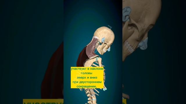 Ременная мышца шеи