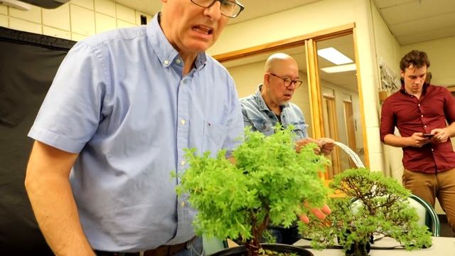 Styling a Potentilla and a Cedar Bonsai, The Bonsai Zone, June 2019 смотреть онлайн
