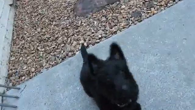 Recalling Whisky from the Yard | Scottish Terrier, 9 weeks old смотреть онлайн