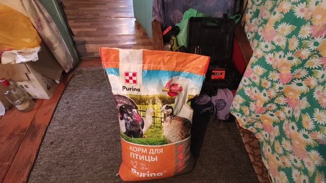 Лупятся цыплята весь день!!! смотреть онлайн