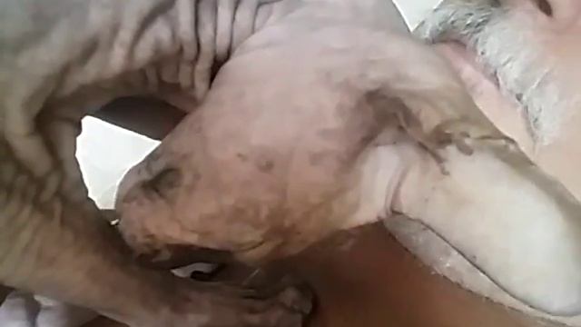 Лысик Касся. Почесушки. смотреть онлайн