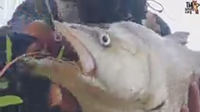 Топ лучших поклевок жереха. Река Неман.