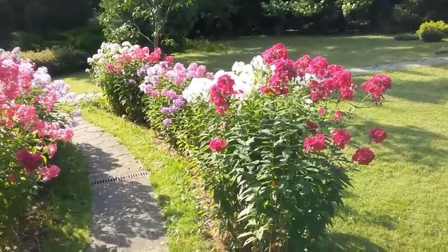 Проект Лист клевера..... смотреть онлайн