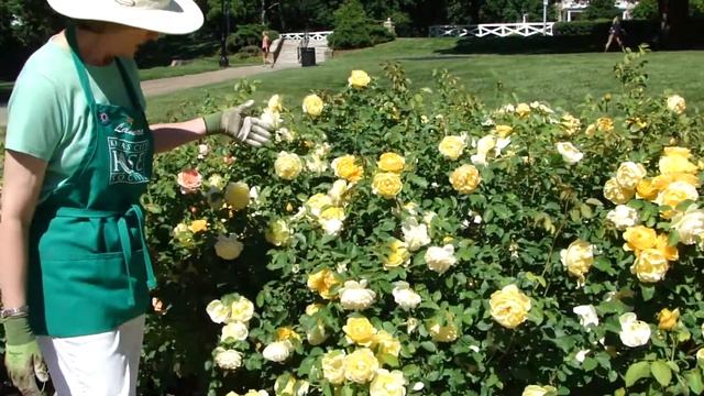 Graham Thomas, Shrub-Austin Rose смотреть онлайн