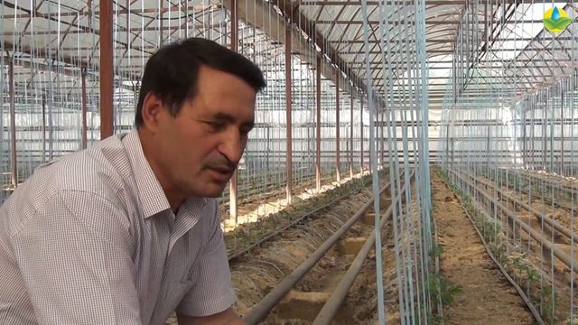 ПРОФИЛАКТИКА БОЛЕЗНЕЙ ПОСЛЕ ВЫСАДКИ РАССАДЫ ФИТОСПОРИНОМ (13-07-2019) смотреть онлайн