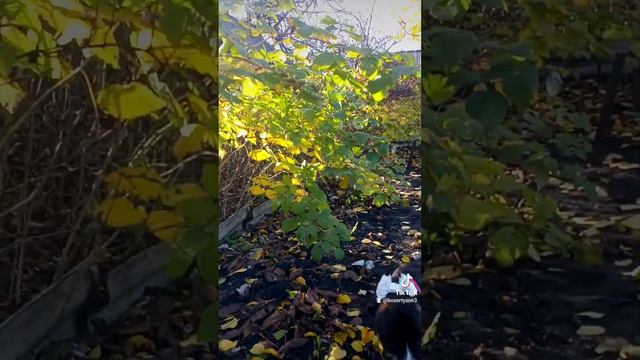 наша Ария/щенок/немецкий боксер смотреть онлайн