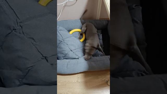 Грей #щенок#веймаранер#утро#истерика#ушелнаохоту смотреть онлайн