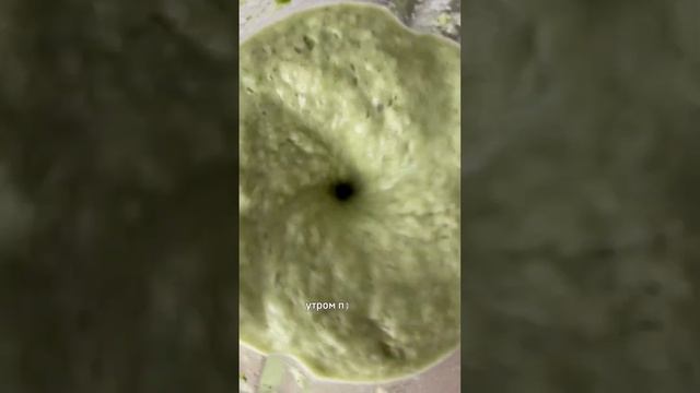 #суппюре #брокколи #рецептыпп #живаяеда #едадлядетей #едадляпохудения #едадляздоровья #едапп #зож