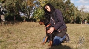 ДОБЕРМАН. Как правильно выбрать щенка? | Выбор щенка добермана