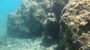 Морская живность Средиземного моря