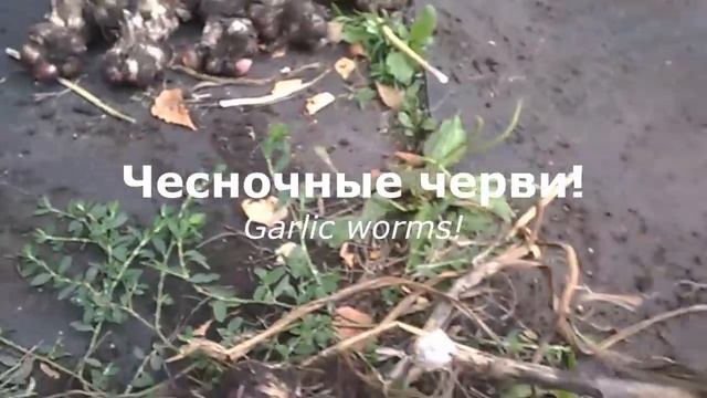Чесночные черви! Рыболовная гипотеза/Garlic worms! Fishing hypothesis смотреть онлайн