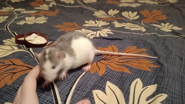 ЧТО ВЫБЕРЕТ БЕРЕМЕННАЯ КРЫСА? КРЫСКА ОТКАЗЫВАЕТСЯ ОТ ВКУСНЯШЕК? смотреть онлайн