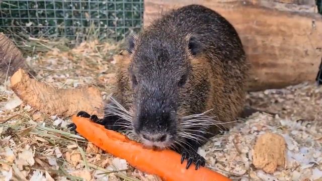 Переондатры и недобобры. Нутрии смотреть онлайн