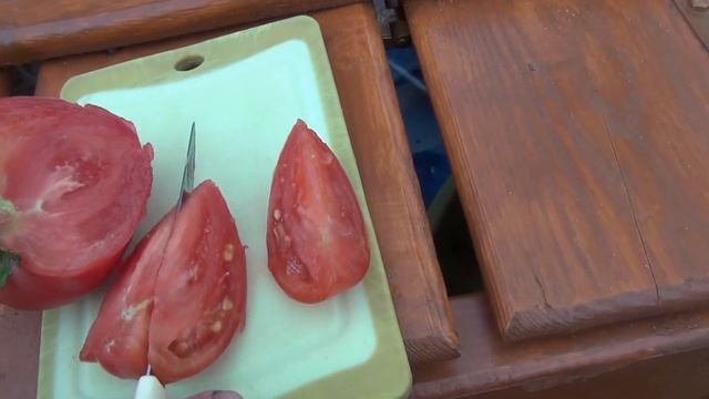 Томат "Воловье сердце". Первый помидор 2019г. смотреть онлайн