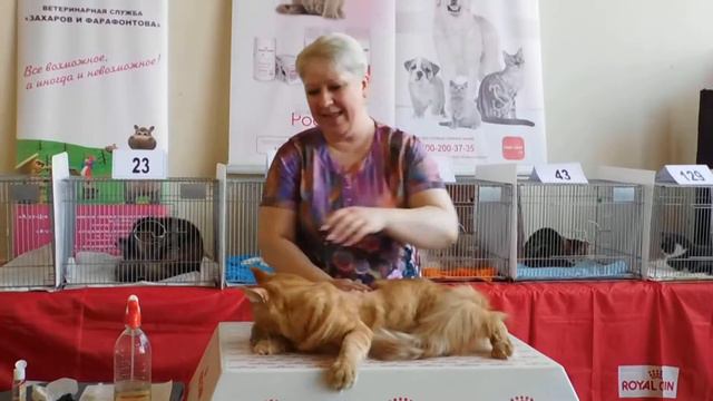 CEZAR KENIG PRIDE - 1 year смотреть онлайн