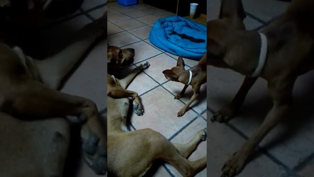 Minipincher vs Doberman-sharpei 2 Mordisquitos смотреть онлайн