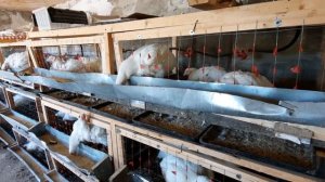 Бройлер падает на ноги, причины и способы решения.