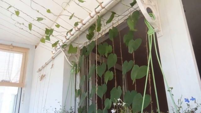 Ипомея на балконе смотреть онлайн