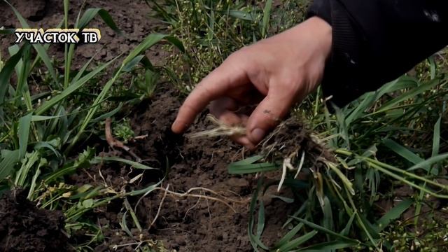 Как Вывести ПЫРЕЙ с Огорода НАВСЕГДА - КАК ИЗБАВИТЬСЯ от ПЫРЕЯ - Действенные Способы смотреть онлайн