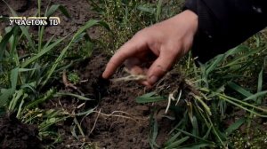 Как Вывести ПЫРЕЙ с Огорода НАВСЕГДА - КАК ИЗБАВИТЬСЯ от ПЫРЕЯ - Действенные Способы