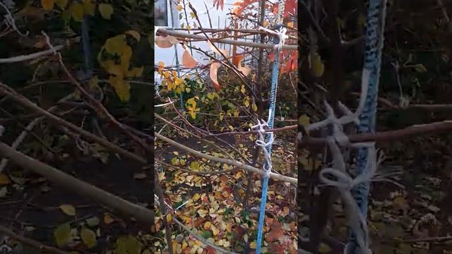 Ирга.12.10.2020г.Осень и шпалеры для груш. смотреть онлайн