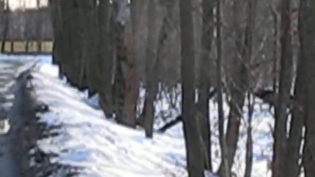 Пятнистый олень. смотреть онлайн